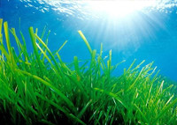 Descubrir el fondo marino